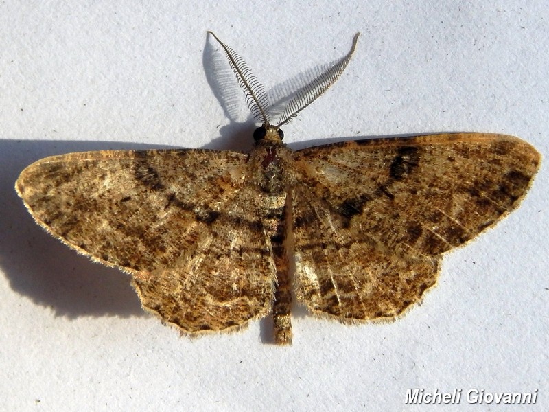 Enigma...Peribatodes rhomboidaria, Geometridae